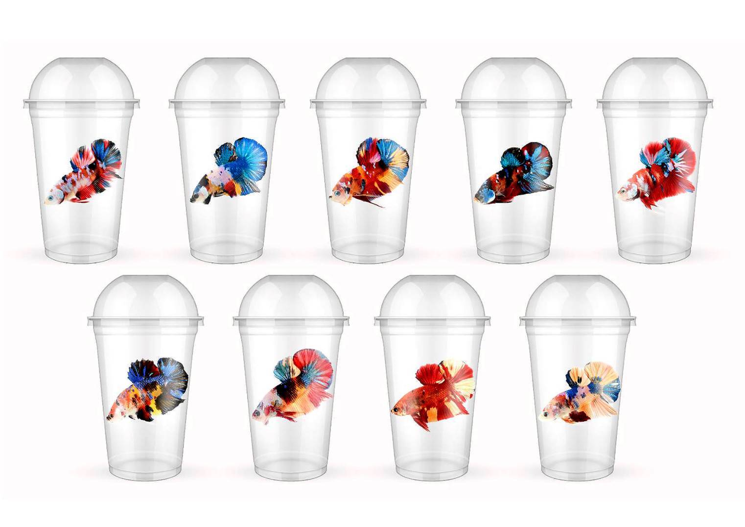 แก้วลายปลากัด